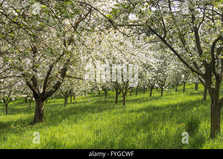 Blooming orchard nel centro di Praga a Petrin Hill in primavera Foto Stock