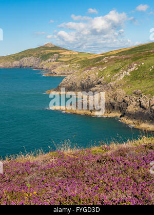 Heather moorland a Penllechwen vicino a Carn Llidi guardando verso Penberry mountain - nord Pembrokeshire Foto Stock