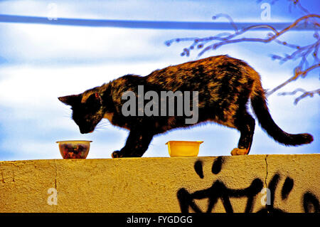 Canarie Lanzarote Arrecife tartaruga cat alimentazione sulla parete Foto Stock