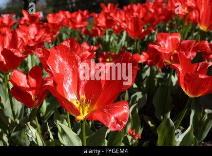 La molla tulipani nelle aiuole Foto Stock