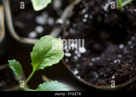 Baby kale in vasi in crescita. Foto Stock