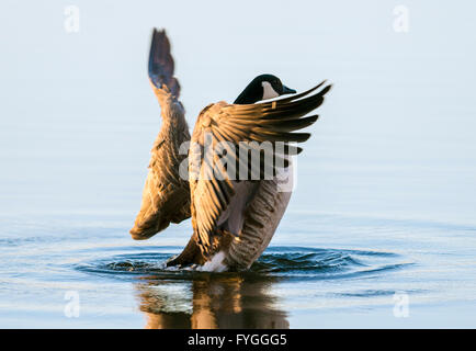 Canada Goose stretching le sue ali Foto Stock