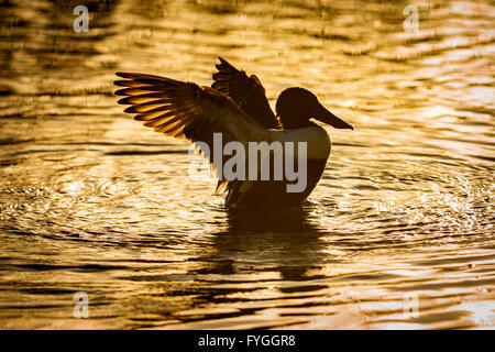 Un mestolone duck, stirando le sue ali, nella luce del sole dorato Foto Stock