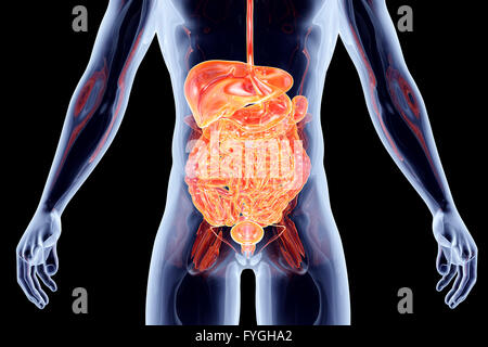 Organi interni - intestini Foto Stock