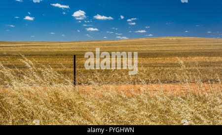 Un campo di grano in campagna vicino a Orroroo, Sud Australia. Foto Stock