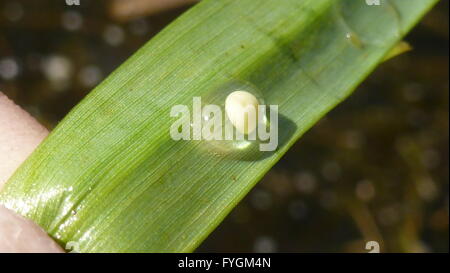 Grande Tritone crestato italiano Triturus cristatus uovo Foto Stock