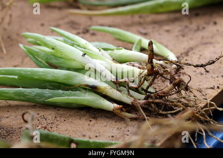 In prossimità di un palo di aloe vera piante con radici pronta per essere piantato in un altro vaso Foto Stock