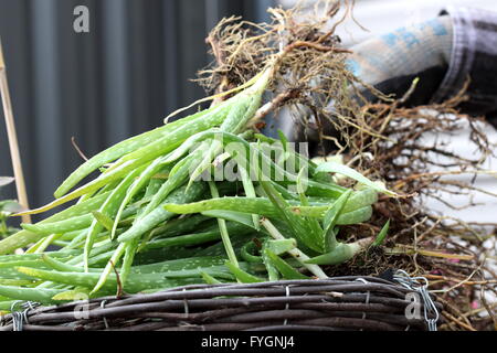 In prossimità di un palo di aloe vera piante con radici pronta per essere piantato Foto Stock