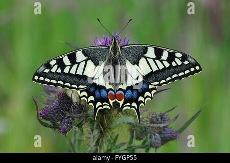 British farfalla a coda di rondine su Marsh Thistle Foto Stock