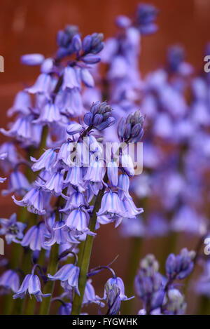 Un intrico di comune Bluebells (Hyacinthoides non scripta) cresce in un giardino suburbano Foto Stock