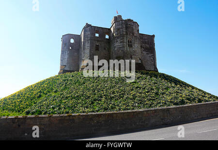 Il castello di Warkworth. in primavera.Northumberland.UK. Foto Stock