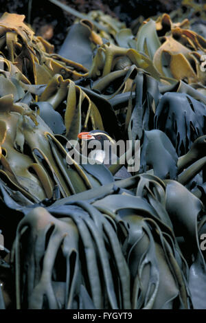 Insidie pinguino crestato (Eudyptes robustus) Nuova Zelanda, Snares Island, intrappolati nel kelp. Foto Stock