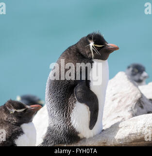A sud di pinguini saltaroccia, (Eudyptes chrysocome chrysocome) presso la colonia nidificazione su Saunders Island. Isole Falkland Foto Stock