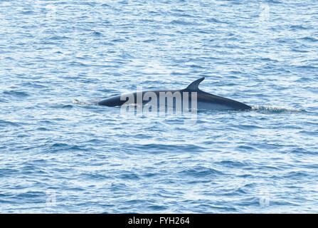 Il dorso e la pinna dorsale di un Antartico Minke Whale (Balaenoptera bonaerensis). Speranza Bay, Trinità Penisola Antartica Foto Stock