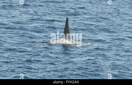 Indietro e pinna dorsale di un maschio tipo B Killer Whale o orca (Orcinus orca). Speranza Bay, Trinità Penisola, Penisola Antartica, Foto Stock