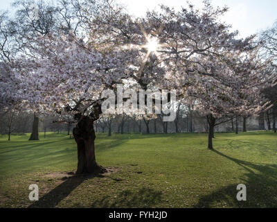 Fiore di primavera sulla giornata di sole a St James Park, Londra Foto Stock
