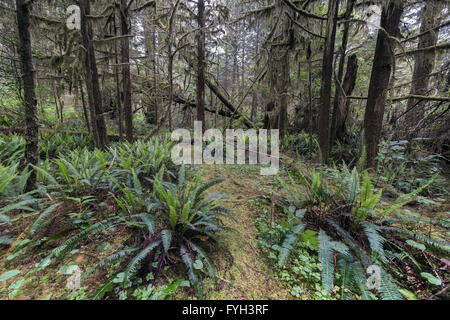 Un percorso attraverso i boschi di felci e coda di gatto muschi, Pacific Rim National Park, Tofino, British Columbia Foto Stock