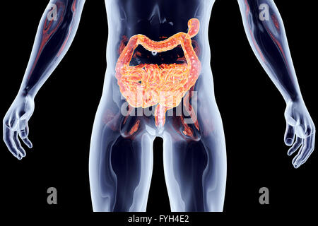 Organi interni - intestini Foto Stock