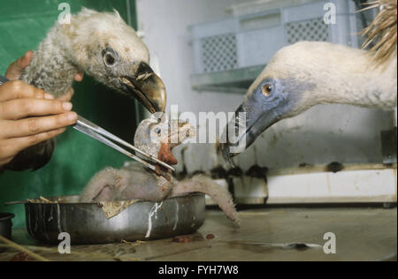 Gli scienziati utilizzano falso bird capi di alimentazione e razza grifone (Gyps fulvus) giovani pulcini Foto Stock