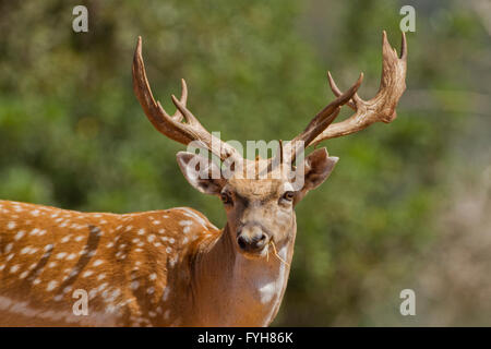 Mesopotamiche maschio daini (Dama mesopotamica) fotografato in Israele Carmelo Bosco in luglio Foto Stock