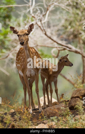 Mesopotamiche femmina daino (Dama mesopotamica) fotografato in Israele Carmelo Bosco in agosto Foto Stock