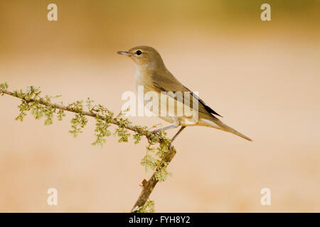 Giardino trillo (Sylvia borin) svernano in Israele. Fotografato su un deserto bush, Negev, Israele Foto Stock