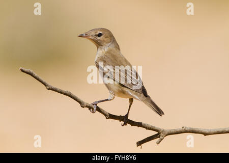 Giardino trillo (Sylvia borin) svernano in Israele. Fotografato su un deserto bush, Negev, Israele Foto Stock