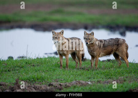 Golden Jackal (Canis aureus), chiamato anche asiatico orientale o Jackal comune, fotografato in Valle di Hula, Israele Foto Stock