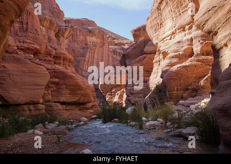 Wadi Zered (Wadi Hassa o presentauna) nella parte occidentale del Giordano. Una pietra arenaria canyon con frash acqua corrente Foto Stock