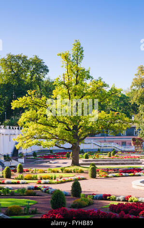 Oak di tempi di grande Pietro nel parco Kadriorg. Tallinn Foto Stock