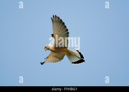 Grillaio (Falco naumanni) maschio volare nel cielo blu. Questa specie razze dal Mediterraneo di fronte meridionale Asia centrale Foto Stock