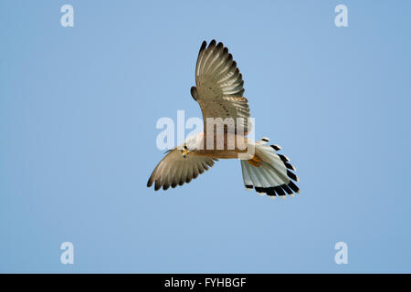 Grillaio (Falco naumanni) maschio volare nel cielo blu. Questa specie razze dal Mediterraneo di fronte meridionale Asia centrale Foto Stock