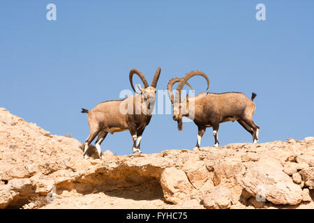 Due grandi maschio Ibex Nubiano (Capra ibex nubiana), nel deserto del Negev, Israele Foto Stock