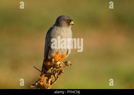 Red footed falcon (falco vespertinus) maschio in piedi. Questo rapace si trova in Europa orientale e in Asia, ma è diventato un nea Foto Stock