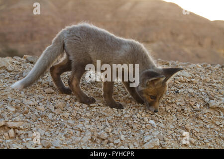 I capretti Red Fox (Vulpes vulpes vulpes). La Volpe rossa è la più grande del vero volpi, così come la maggior parte geograficamente distanti Foto Stock