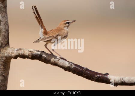 Rufous Bush Robin (Cercotrichas galactotes) su un ramo, il deserto del Negev, Israele Foto Stock