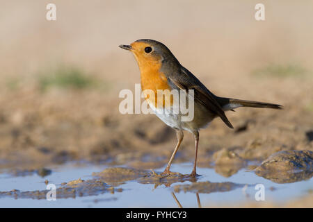 Unione Robin (Erithacus rubecula) in prossimità di acqua, deserto del Negev, Israele Foto Stock