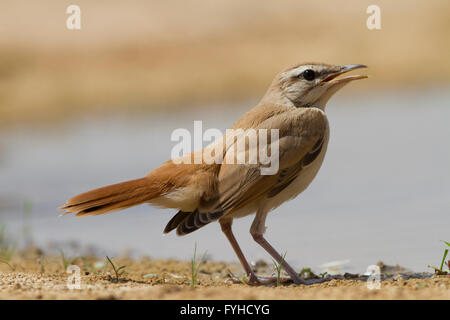 Rufous Bush Robin (Cercotrichas galactotes) in prossimità di acqua, deserto del Negev, Israele Foto Stock