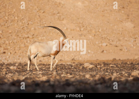 Israele, Aravah deserto, una mandria di Scimitar Oryx o Scimitar-cornuto Oryx (Oryx dammah), noto anche come il Sahara oryx, è una specie Foto Stock