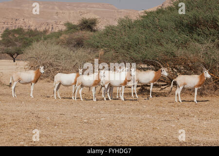 Israele, Aravah deserto, una mandria di Scimitar Oryx o Scimitar-cornuto Oryx (Oryx dammah), noto anche come il Sahara oryx, è una specie Foto Stock