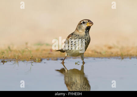 Passera sarda (Passer hispaniolensis) nelle vicinanze di una pozza d'acqua nel deserto del Negev, Israele. La spagnolo o willow, Sparrow è Foto Stock