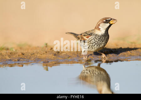 Passera sarda (Passer hispaniolensis) nelle vicinanze di una pozza d'acqua nel deserto del Negev, Israele. La spagnolo o willow, Sparrow è Foto Stock