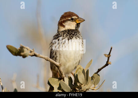 Passera sarda (Passer hispaniolensis) nelle vicinanze di una pozza d'acqua nel deserto del Negev, Israele. La spagnolo o willow, Sparrow è Foto Stock