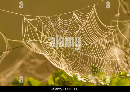 Round spider web al tramonto, Israele Foto Stock