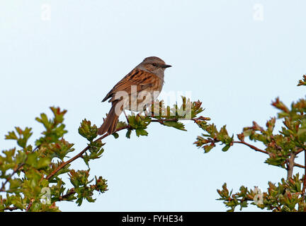 Dunnock (Prunella modularis) arroccato su hedge Foto Stock