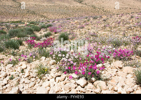 Rosa Sun-Rose (helianthemum vesicarium) colorata fioritura in primavera tempo nel deserto del Negev , Israele Foto Stock