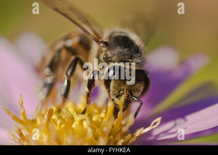 Close up di un miele delle api su un fiore (api mellifer Foto Stock