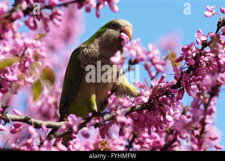 Pappagallo verde che mangia fiori di ciliegia a Park Guell, Barcellona Foto Stock