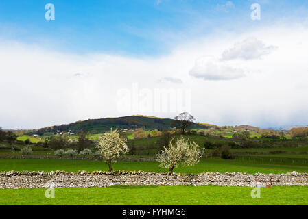 Damson alberi in fiore, Lyth Valley, Parco Nazionale del Distretto dei Laghi, Cumbria, England Regno Unito Foto Stock