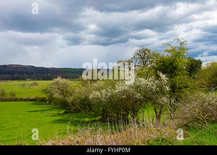 Damson alberi in fiore, Lyth Valley, Parco Nazionale del Distretto dei Laghi, Cumbria, England Regno Unito Foto Stock